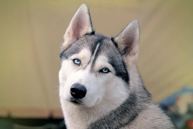Husky HD Wallpapers