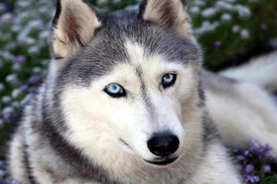 Face Siberian Husky Wallpapers HD