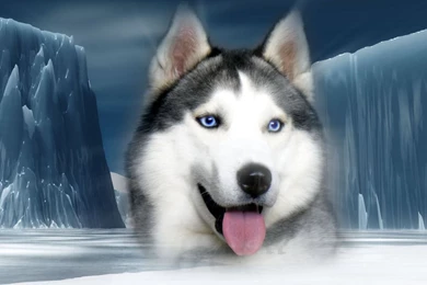 Siberian Husky Dogs Wallpapers (32502218) Fanpop