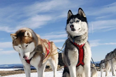 CUTE SIBERIAN HUSKY WALLPAPER WALF1019