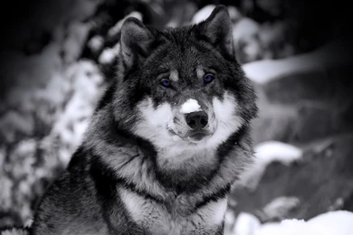 PUPPIES HUSKY WALLPAPER WALF1008