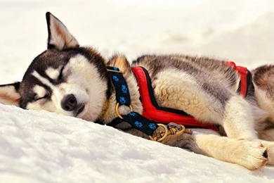 Siberian Husky   Siberian Huskies Wallpapers (38720931)   Fanpop