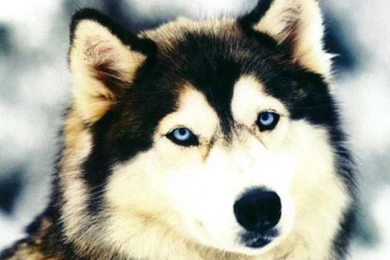 Light Red Siberian Husky   Wallpaper.