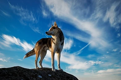 Ngpc wp wk 10 14_29515_990x742.jpg