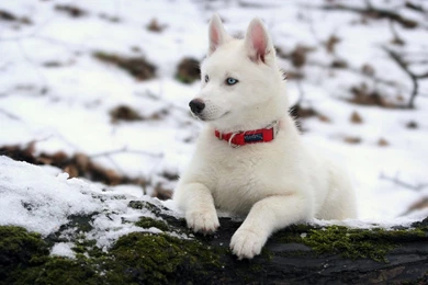 Beautiful White Siberian Husky Wallpapers Deskt