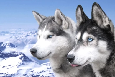 Siberian Husky Dogs In The Mountains Photo And Wallpapers ...