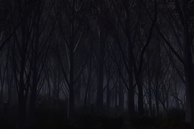 Download Wallpapers 1920x1080 Forest, Trees, Background, Dark Full ...