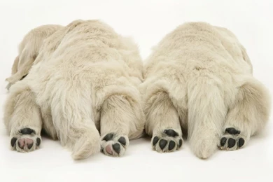 Cute Puppy Wallpapers Desktop Free Hd   PowerballForLife