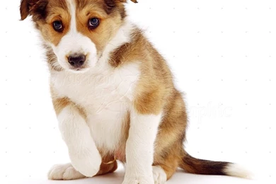 Dog: Cute Puppy Photo   WP01145