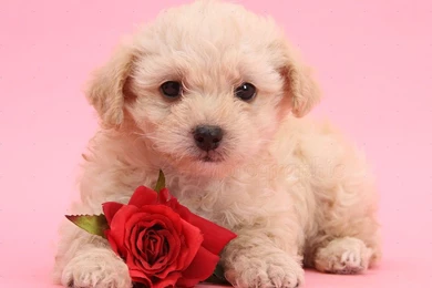 Dog: Cute Valentine Puppy With Rose On Pink Backgrounds Photo   WP37872