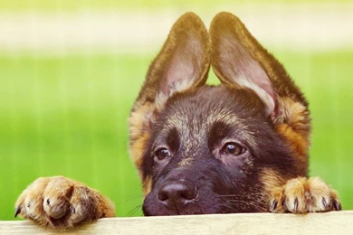 Download Wallpapers 1920x1080 Puppy, Face, Ears, Cute Full HD 1080p ...