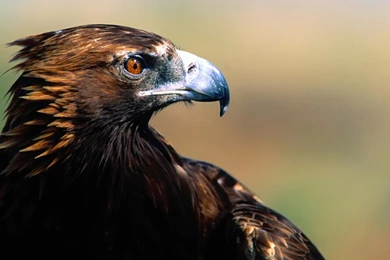 Desktop Wallpapers · Gallery · HD Notebook · Agle 1366x768 ...