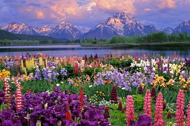 Spring Flowers Desktop Wallpapers & Photos, New Wallpapers