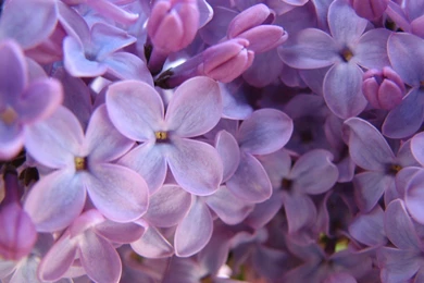 Free Wallpapers For Desktop Computer: Desktop Wallpapers Free Free ...