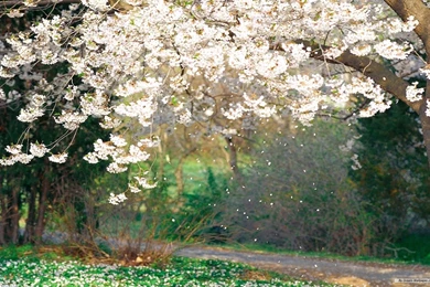 Free Wallpapers   Free Flower Wallpapers   Spring Flower Wallpapers ...