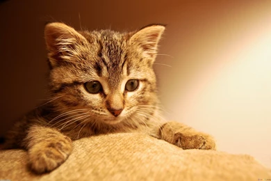 Cute Cat Wallpapers