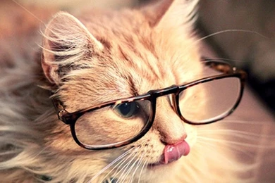 50 HD Cute Cat Wallpapers For Your Desktop