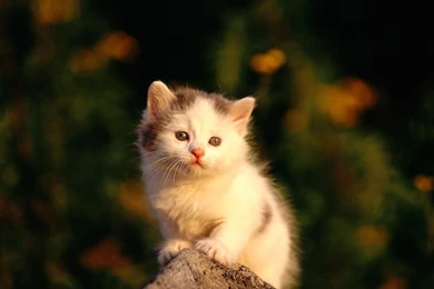 Download Cute Cat Wallpapers