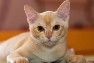 Hd Cat Wallpapers, Kitten Images, Free Cat Images, Claw, Hairy ...