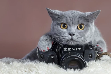 Cute Cat   Cats Wallpapers (37245536)   Fanpop