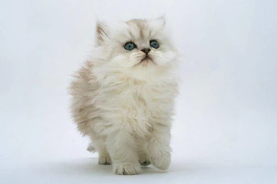 Hd Wallpapers Cute White Cats Wallpapers Cute Cat Wallpapers