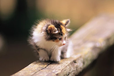 Cute Cat Wallpapers   Animal Wallpapers