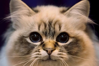 Cute cat wallpaper.jpg