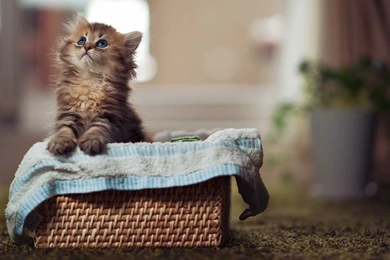 Cat Wallpapers HD Best Collection Of Cute And Beautiful Cats