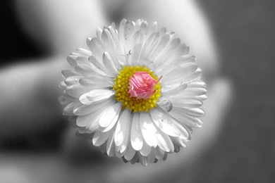 Desktop Wallpapers · Gallery · HD Notebook · Laptop Backgrounds ...