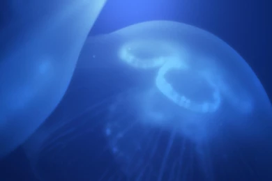 Laptop Backgrounds Wallpapers 235050