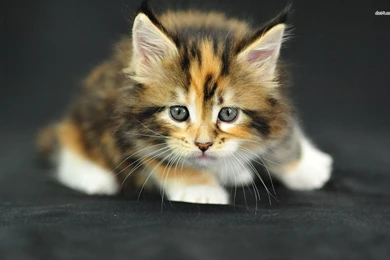 Cute Kitten Wallpapers Animal Wallpapers 4840   PowerballForLife