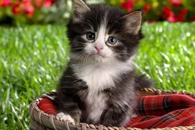 Kittens Wallpapers   PowerballForLife