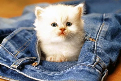Cute Cats And Kittens Wallpapercats And Kittens Wallpapers Pets ...