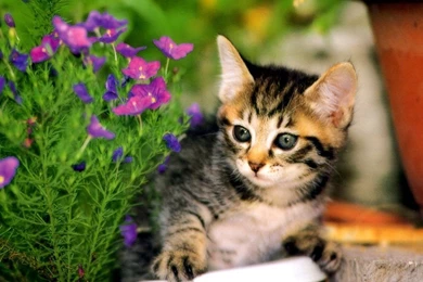 In The Garden Cute Kittens Wallpapers 9820380 Fanpop   PowerballForLife