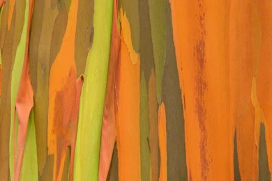 Tree Pattern 31763   Desktop Wallpapers   System Wallpapers