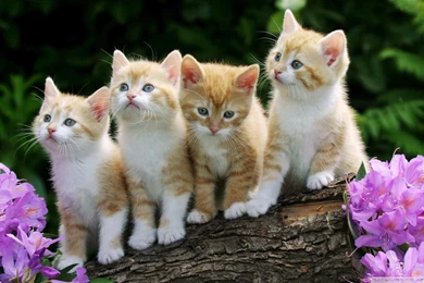Download Kittens Wallpapers Cats Animals Wallpapers 1680x1050 ...