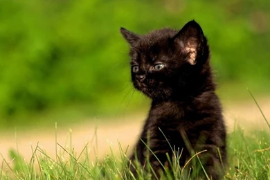 Animals Cats Kittens Wallpapers   (