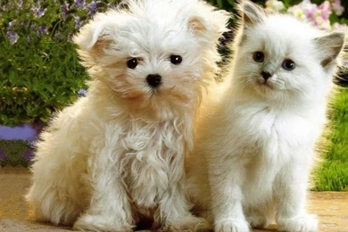 Puppies And Kittens Wallpapers