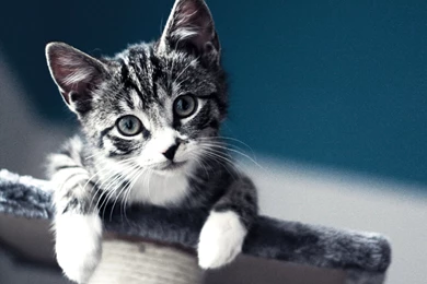 Lots Of Kittens Wallpapers Full HD