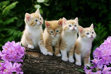 Kitten Achtergronden