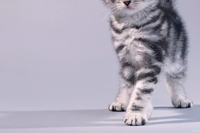 Grey Kitten Wallpapers