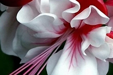 40+ Cool iPhone Wallpaper Backgrounds