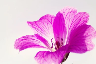 Flower iPhone 6 Wallpapers