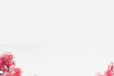 Flowers Backgrounds Iphone On Pinterest