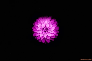 Apple iPhone 6 And iPhone 6s Wallpapers With Purple Lotus Flower ...