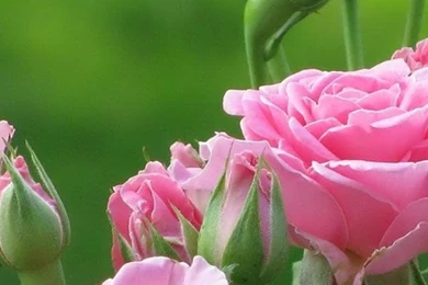 Pink Flower Wallpapers HD For iPhone 5