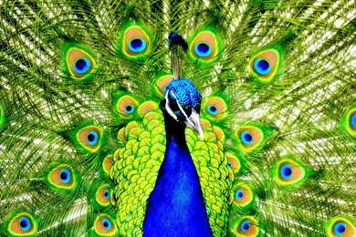 Peacock Wallpapers