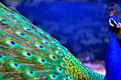 Peacock Wallpapers « Animal Spot