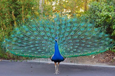 Free Peacock Wallpapers   Animals Town