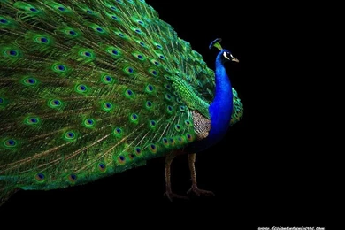Peacock Wallpaper_hd Wallpaper_download Free Wallpapers